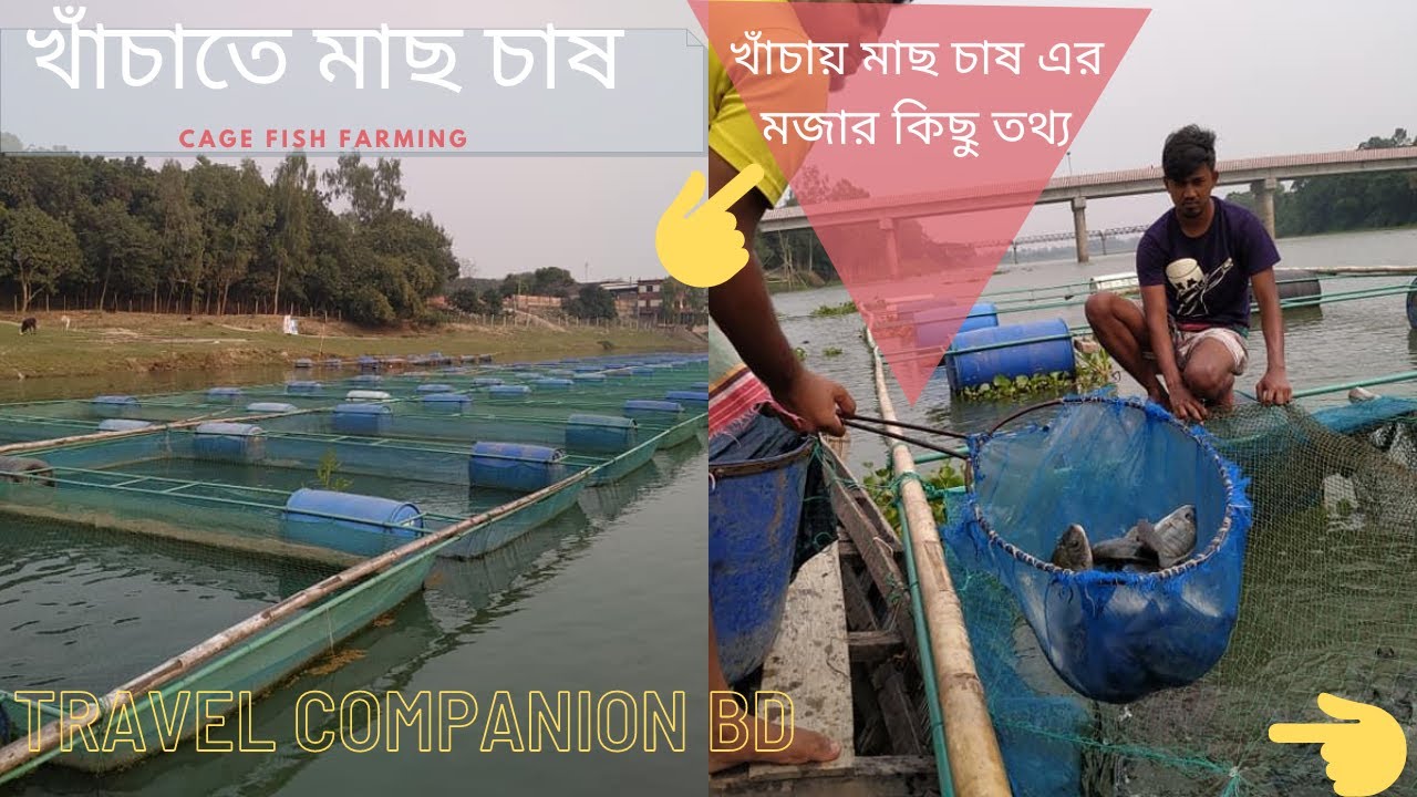 খাঁচাতে মাছ চাষ - Cage fish Farming_ভাসমান খাঁচায় মাছ চাষ পদ্ধতি_ So amazing  Video.