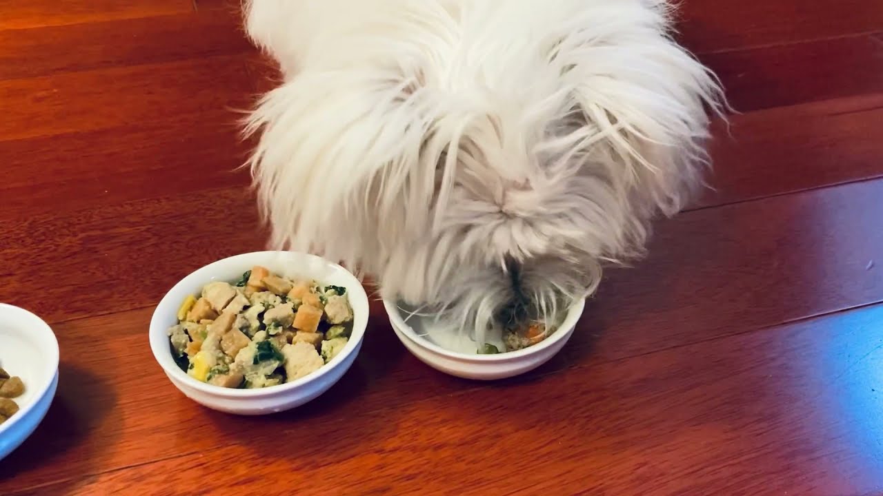 Nom Nom Dog Food Review: Honest Taste Test