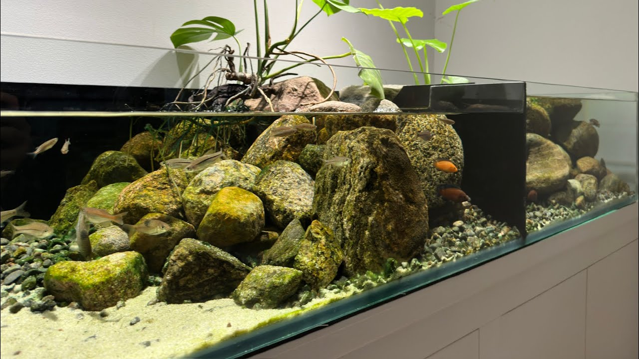 Stream tank Update