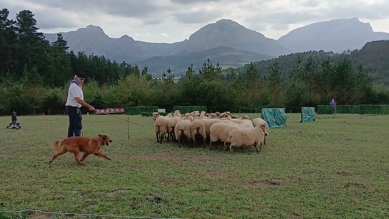 CONCURSO DE PERROS PASTOR , GARAI 2025 