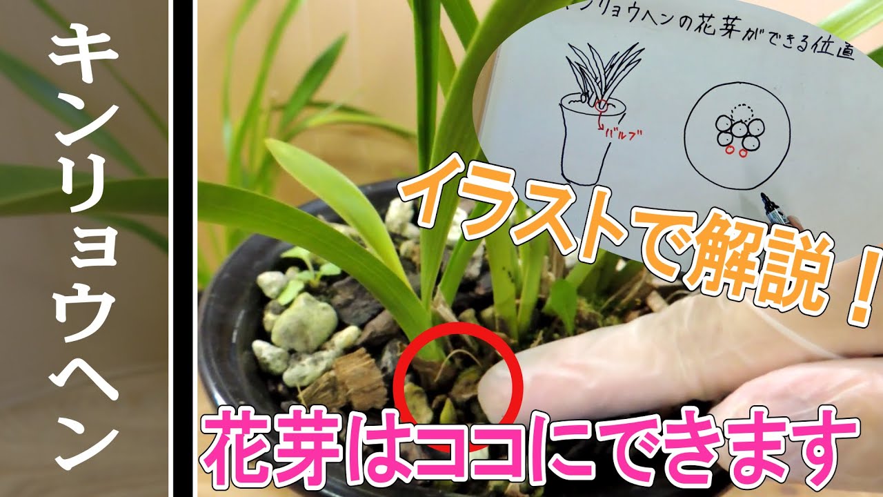 キンリョウヘン(シンビジューム)の花芽の観察と探し方