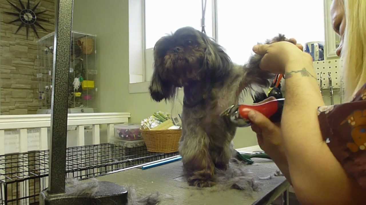 How to groom a Shih tzu under 13 Minuets!!