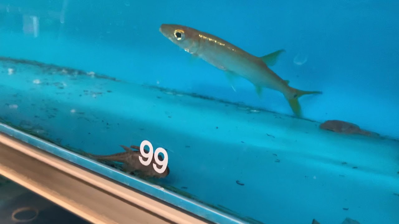 The fish warehouse!!