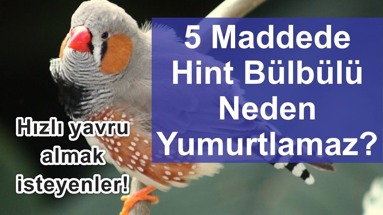 HİNT BÜLBÜLÜ NEDEN YUMURTLAMAZ? - Hızlı Üretmek İçin Neler Yapılmalı?