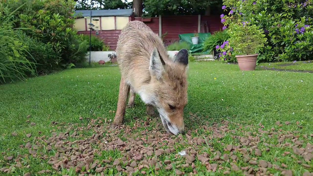 Fox Eating in garden