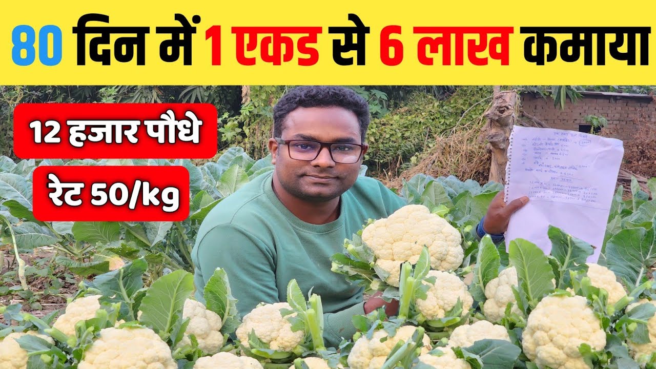 One Acre, 6 Lakh in 80 Days : The Cauliflower Farming Blueprint एक एकड़ से 6 लाख 80 दिन में