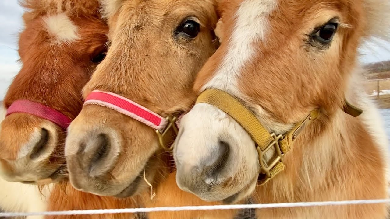 【冠水】急激な雪解けで牧場内が悲惨な状態に・・・