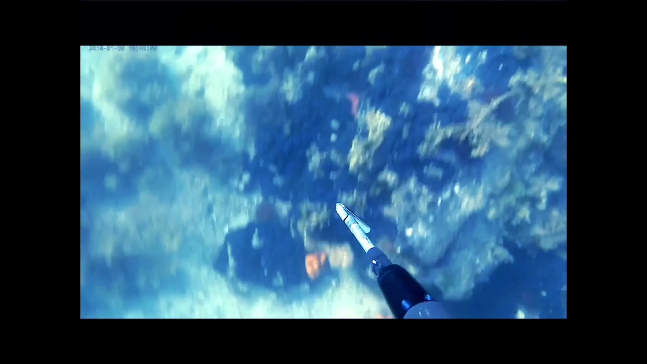 Spearfishing Indented Head 1