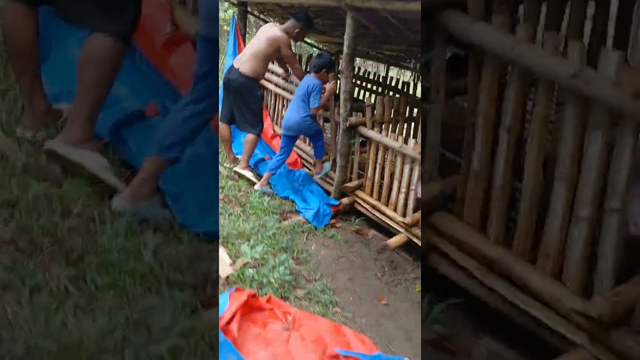 ganda ng mga baboy,pde na ibenta.nsa 50kls na sila.2 months plang..
