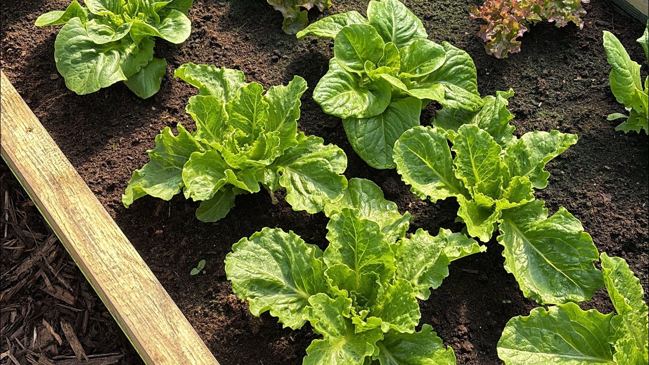 Down at the allotment #1