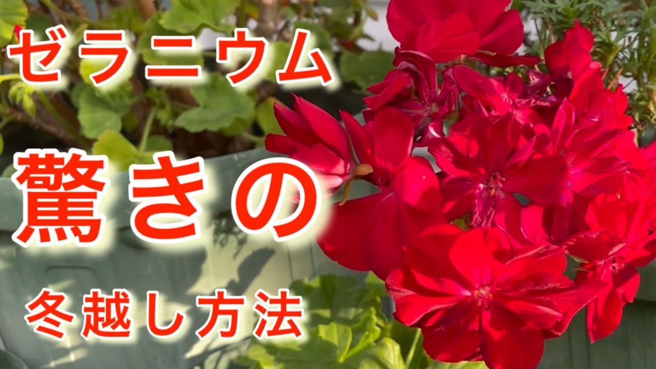 ゼラニウムの冬越し/宿根草、ビオラの植え付け
