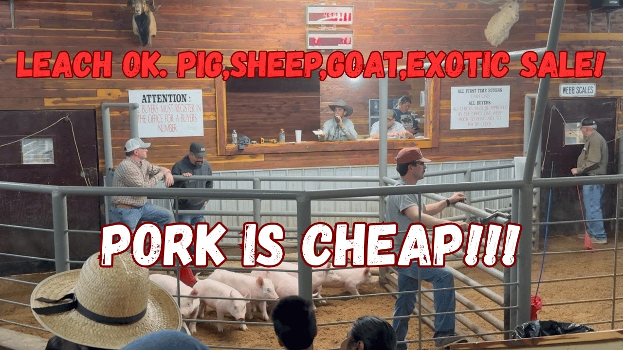 I went to the Leach Oklahoma Pig (and other Livestock) Auction! What did I learn?