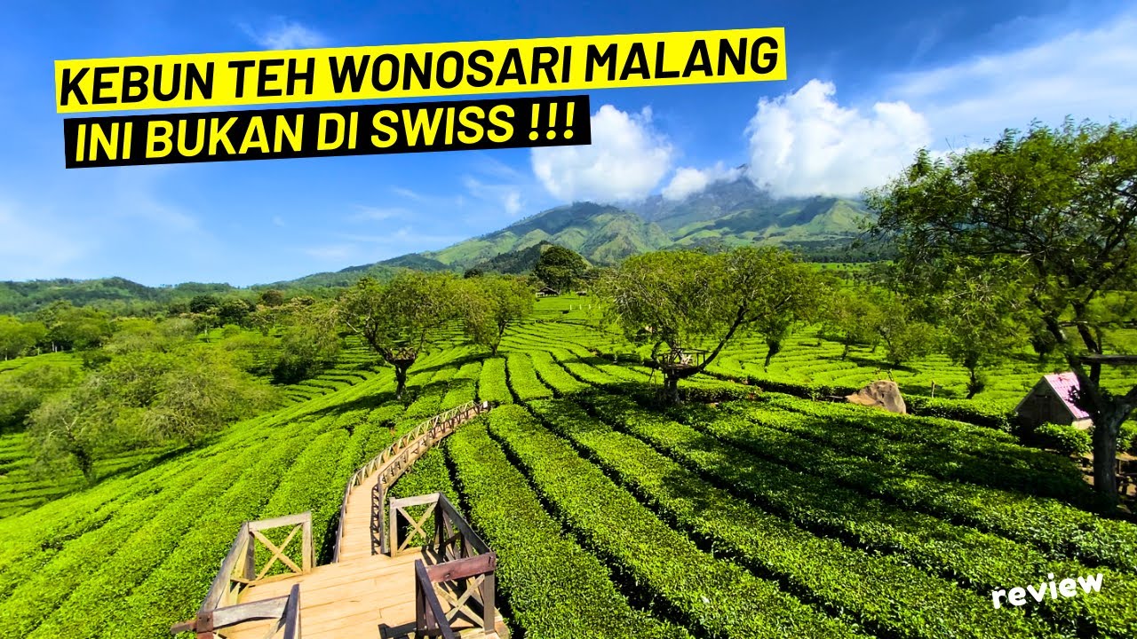 Bukan di Swiss Tapi Di Kebun Teh Wonosari Malang !!! Terbaru Rute Menuju Bukit Kuneer 2023