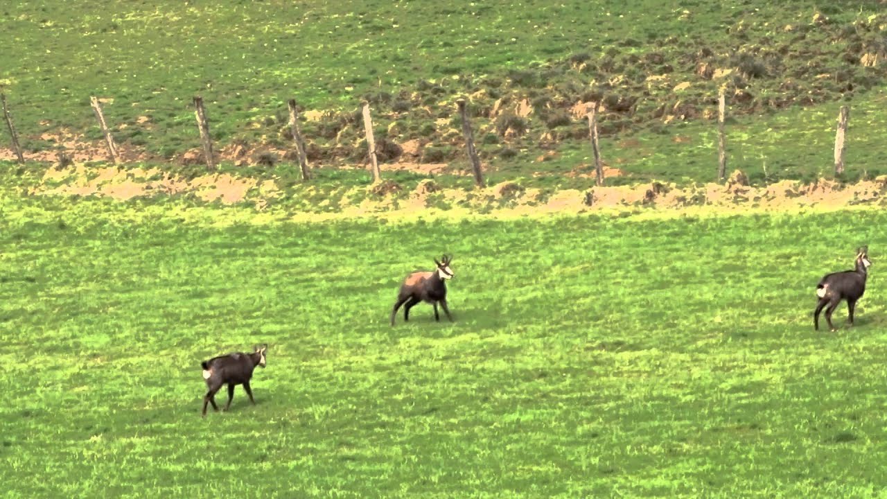 Chamois ivres, ils p&egrave;tent les plombs