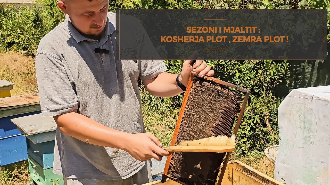 Sezoni i Mjaltit: Koshere Plot, Zemra Plot!/Honey Season: A Full Hive, A Full Heart!