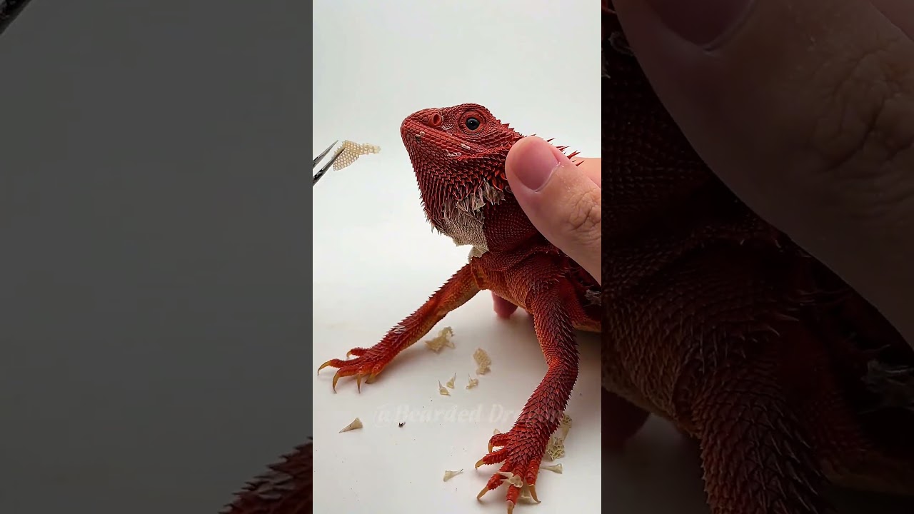 Bearded Dragon ASMR Shedding