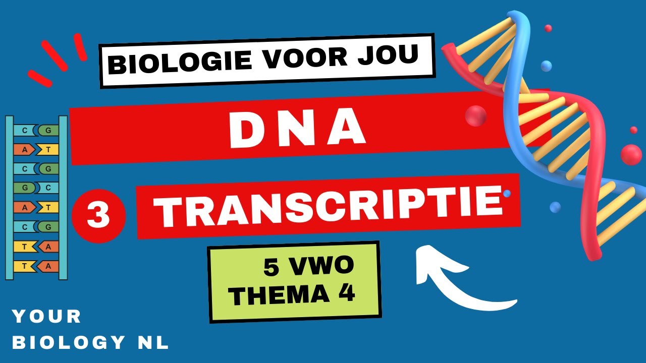 5 vwo | DNA | 3 | Transcriptie
