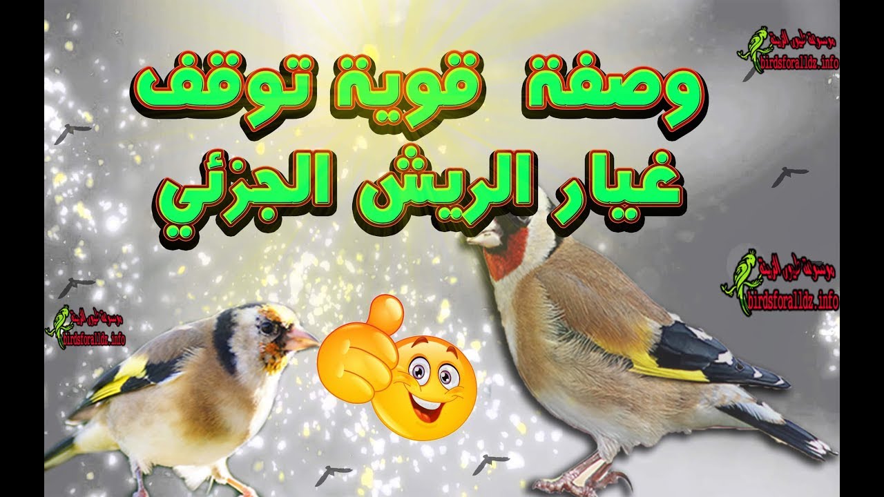 كيف توقف غيار الريش الجزئي للحسون بسرعة واسبابه