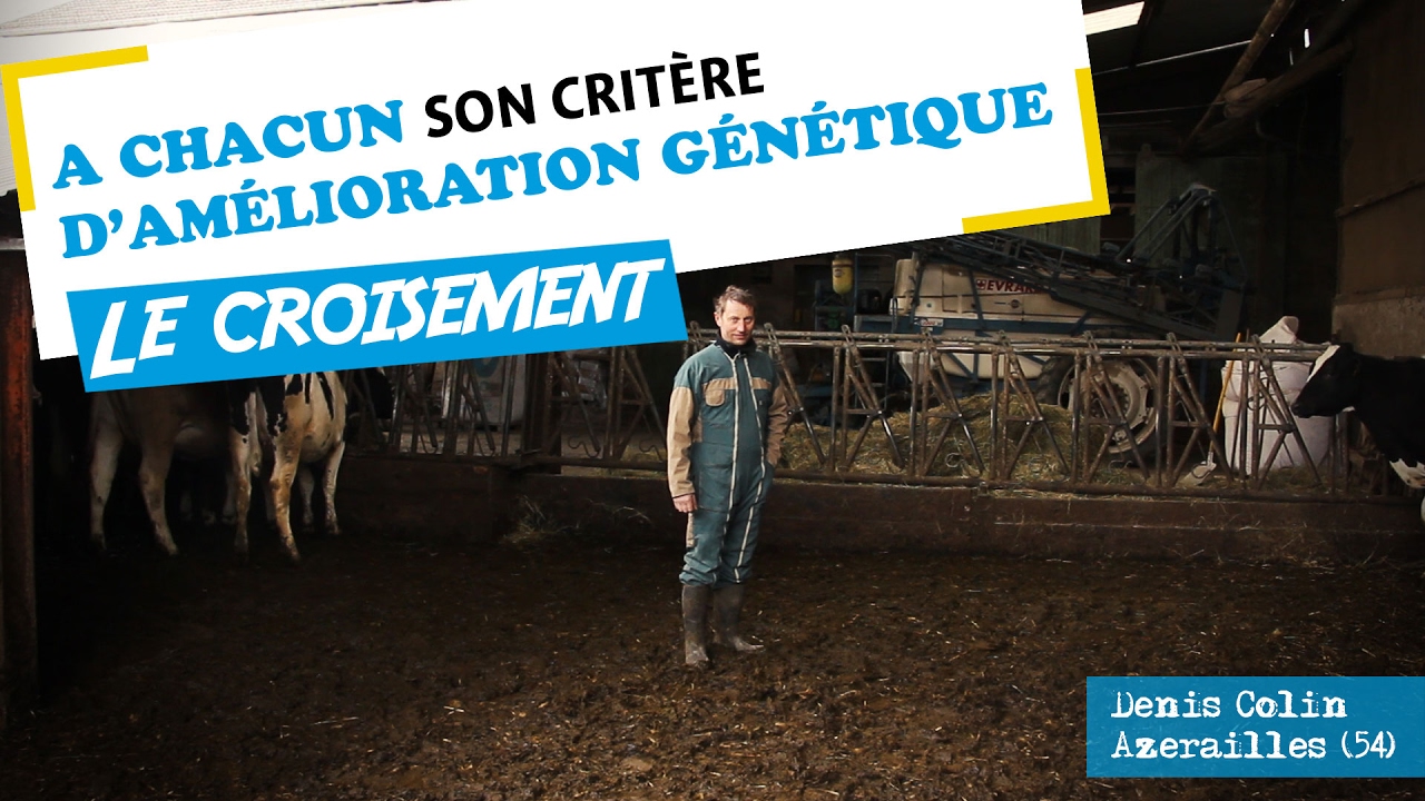 A chacun son critère d'amélioration génétique : opter pour le croisement