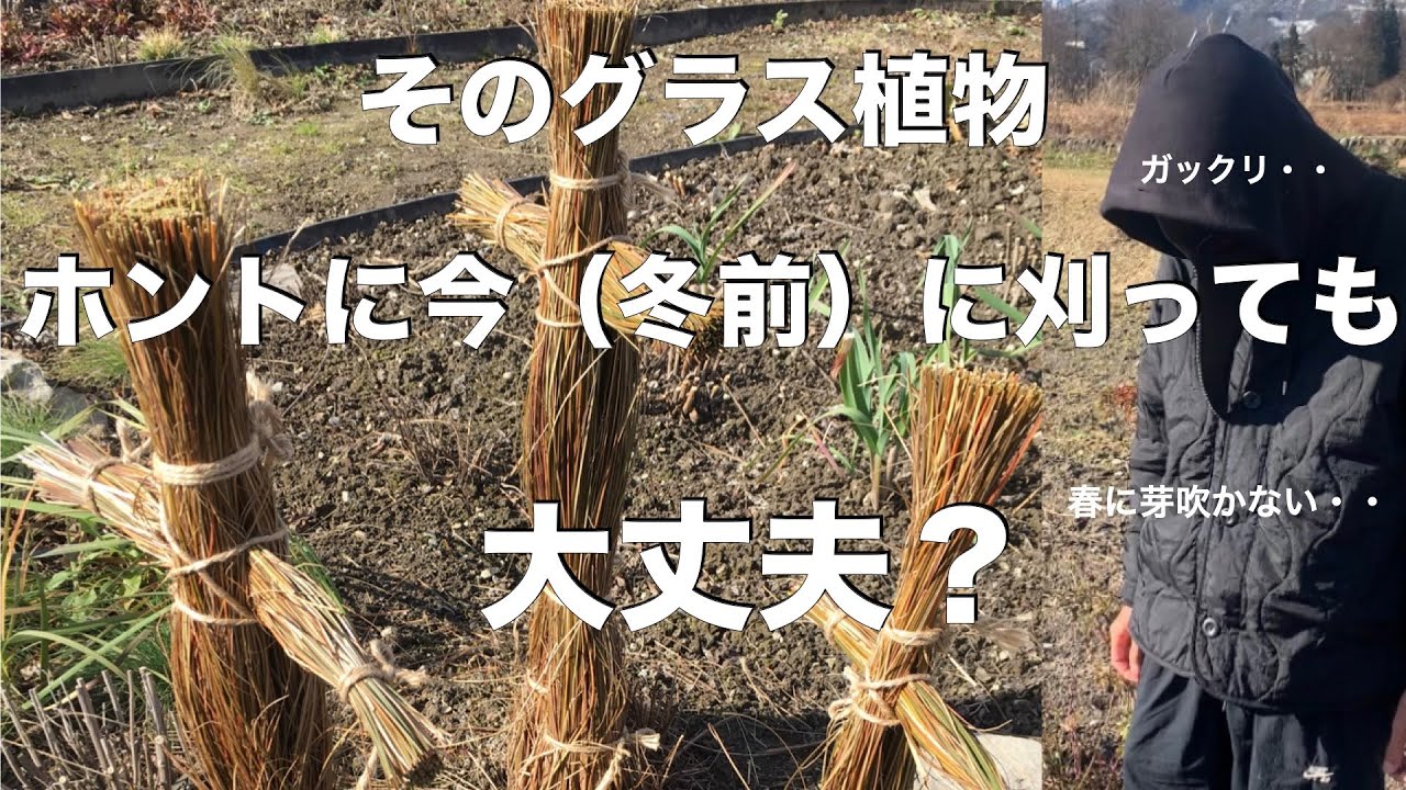 【刈ると枯れる！？】コレだけ覚えて！冬に刈らないグラスはコレ！
