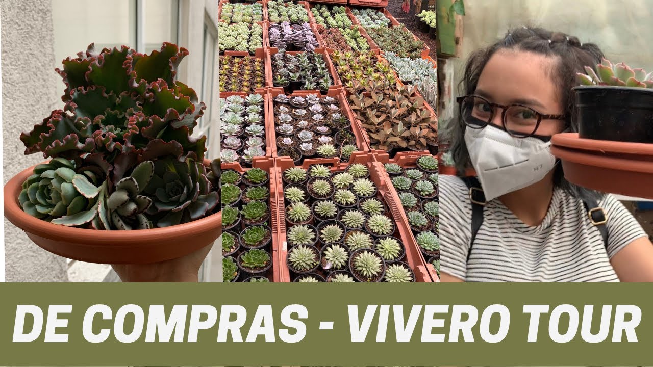 TODO x $700 o 35 USD VIVERO TOUR con mi HERMANA + SUCULENTAS NUEVAS