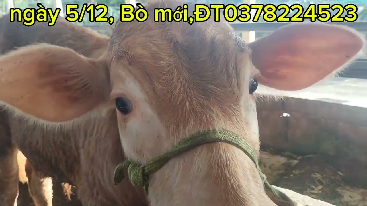 Đt 0378224523, Bò đẹp, mới về Phú kiết chợ gạo Tiền Giang 