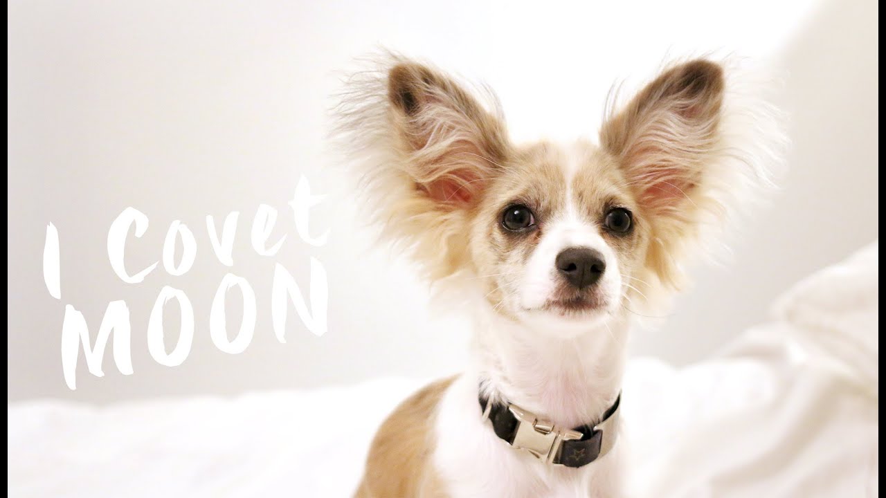 One Minute Thirty-Eight Seconds of Moon | #ICOVETJUNE | I Covet Thee