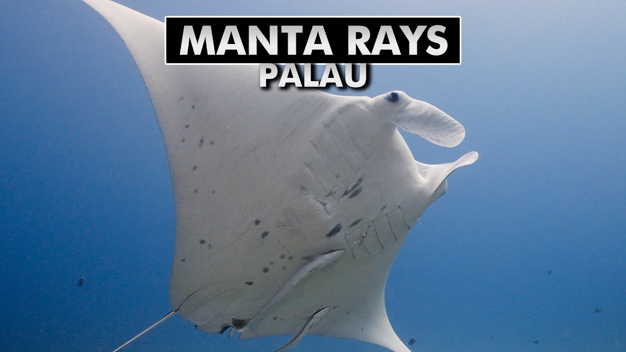 Diving with Manta Rays at German Channel, Palau [4k]