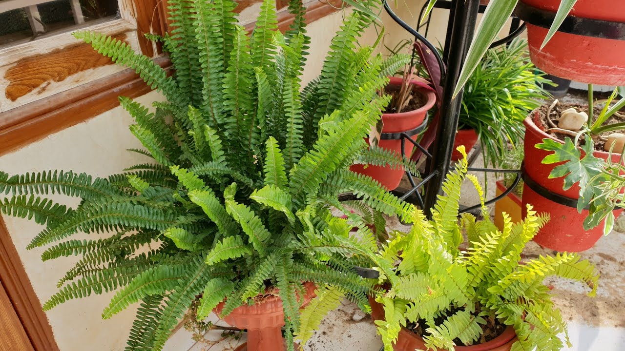 Care of Boston Fern in Summer || How to Grow and Care Your Fern Plant in Summer Season