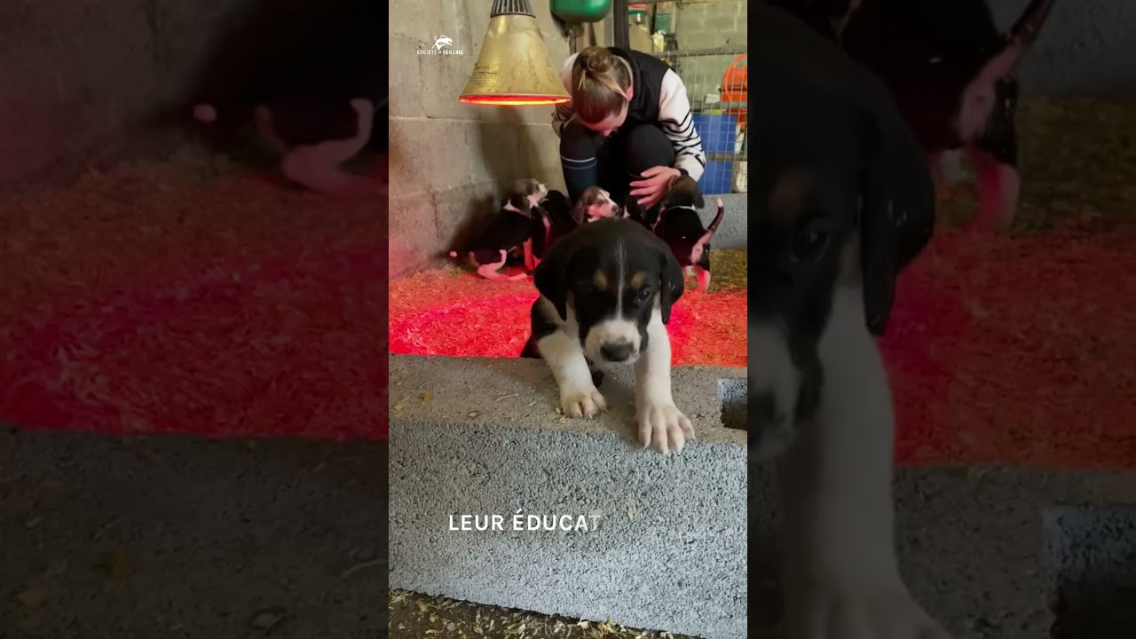 La naissance des chiots de #chasseàcourre