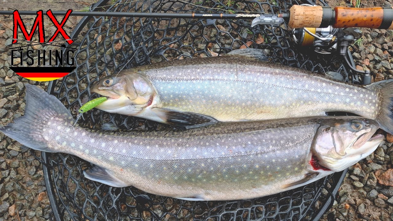 Sch&ouml;ne Saiblinge und Lachsforelle/ Zu warm f&uuml;r November/ Forellen fischen mit Kunstk&ouml;dern/Trout Area