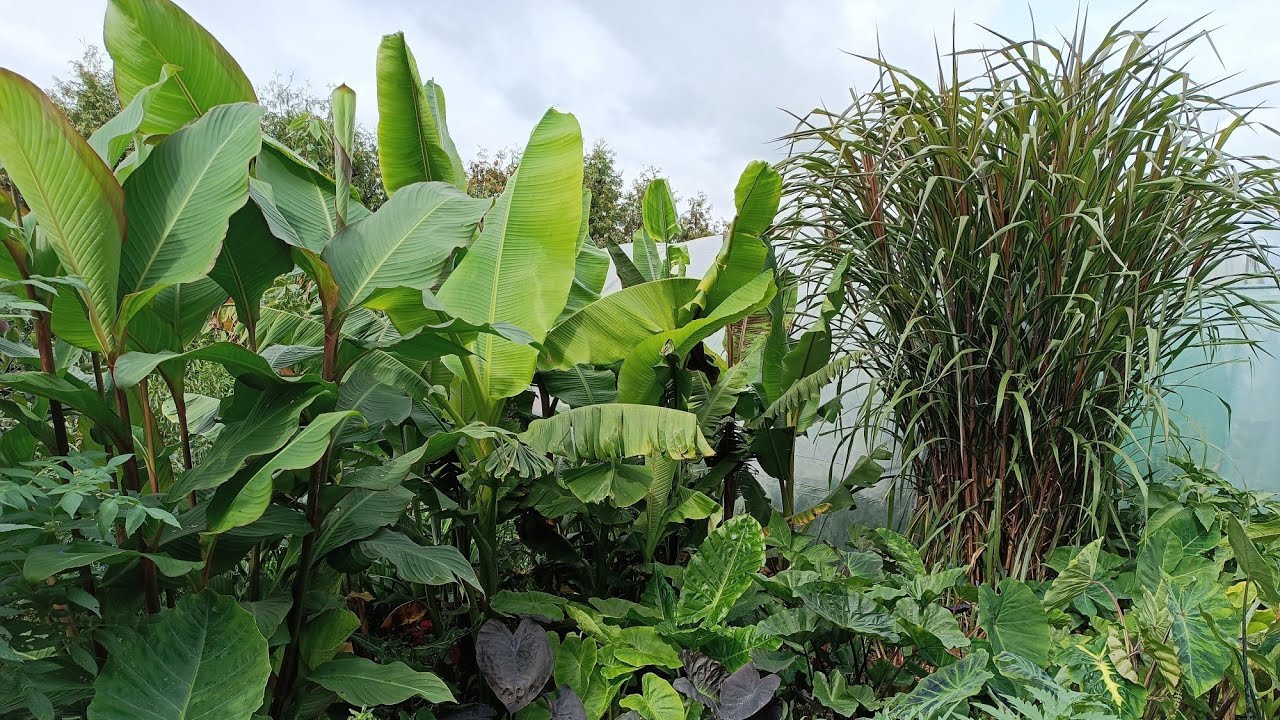 2# 🌱 Moje banany w ogrodzie. Musa thomsonii, 'Dajiao', cheesmanii, balbisiana, velutina i inne 🍌