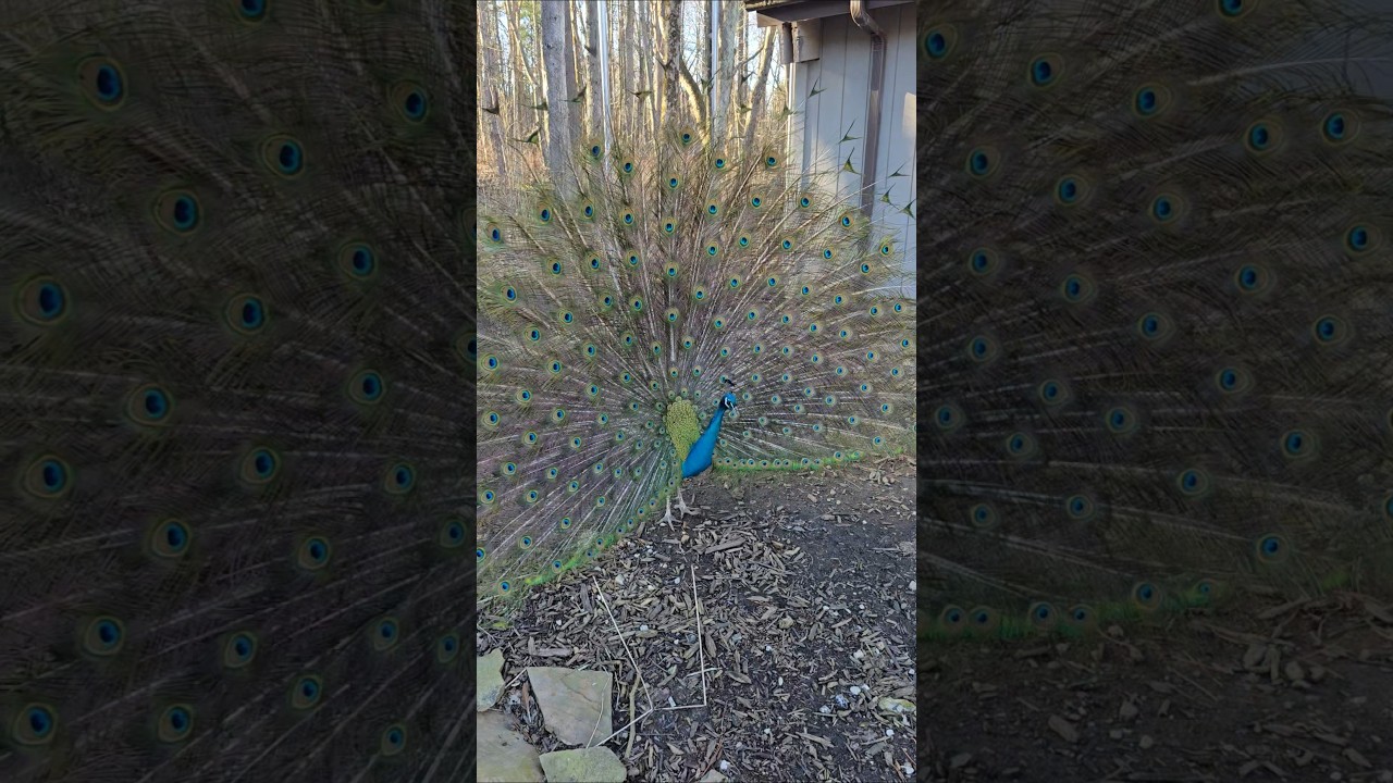 Мой домашний павлин влюблён 🦚