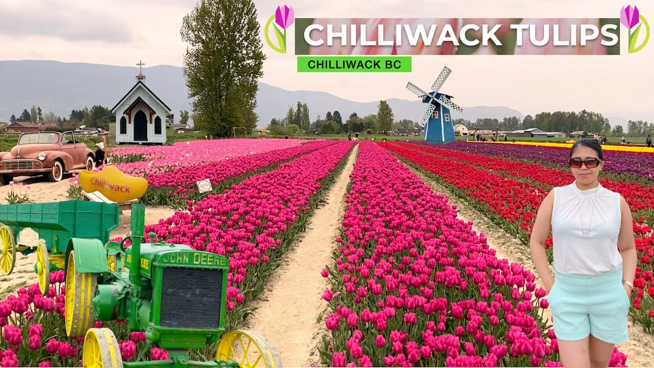 Tulips Festival 2021 Chilliwack BC #chilliwacktulipfestival #tulips #flowers #vancouverbc