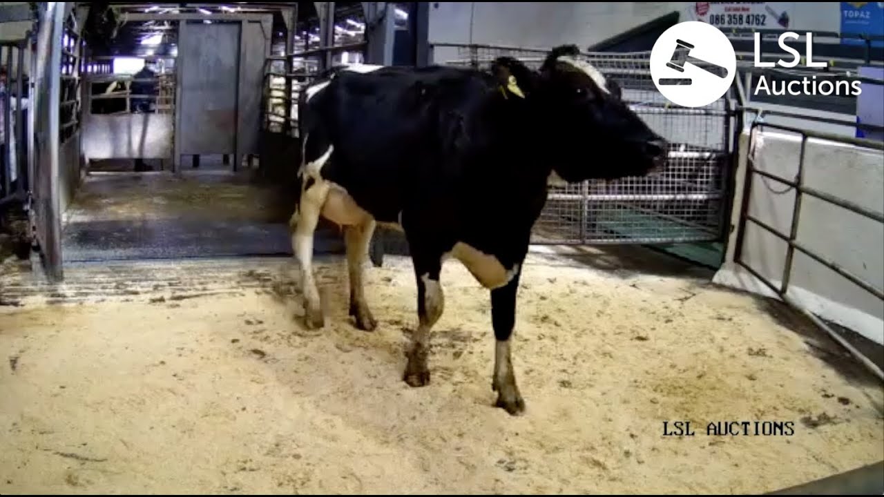 LSL Auctions - The Best Heifer of the day at Taaffe Auctions. Lot 20 sold for 3520 - LSLAuctions.com