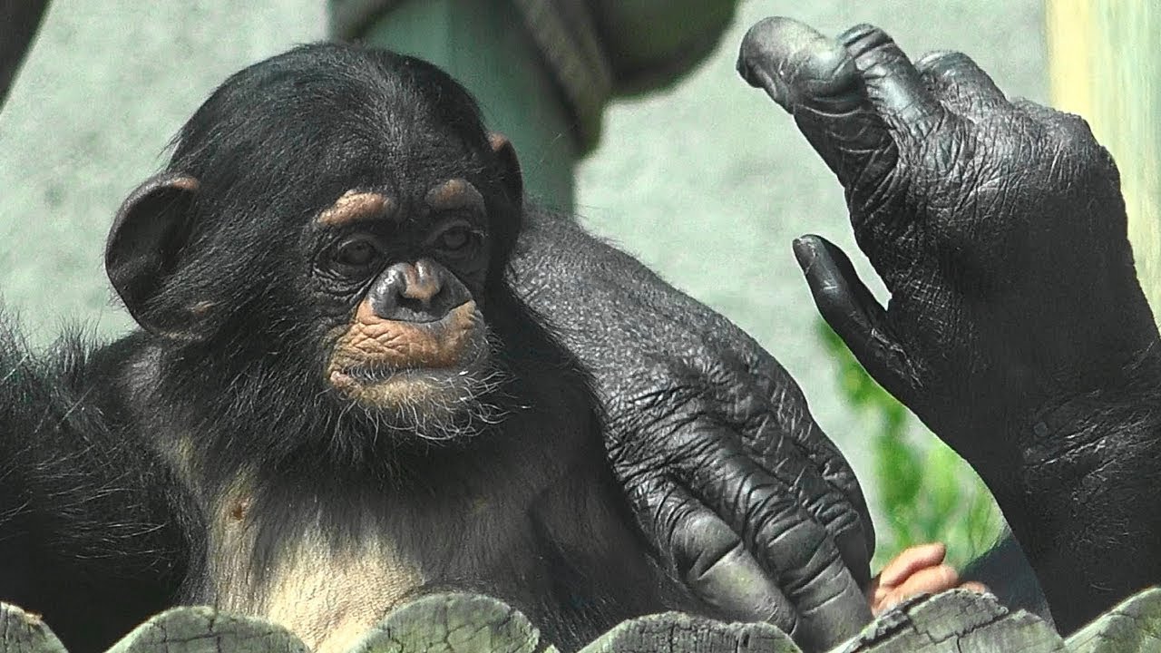 서울대공원 아기 침팬지 '아자' ( 7 Months Chimp 'AJA' )