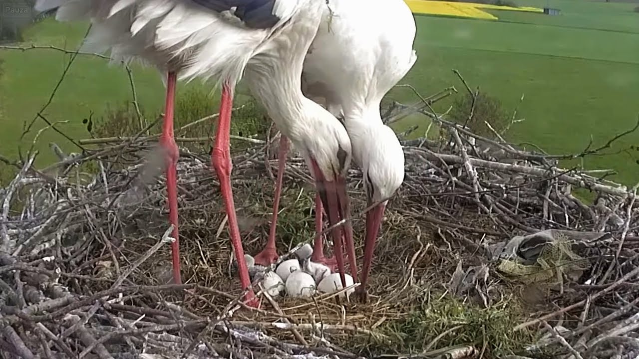 Čápi Lindheim | Líhnutí čápátek | Hatching of storks | Schlüpfen von Störchen