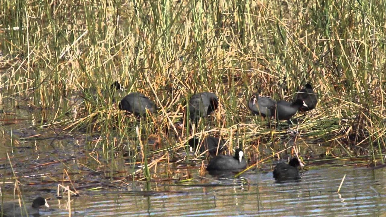 WETLAND BIRDS OF CYPRUS HD