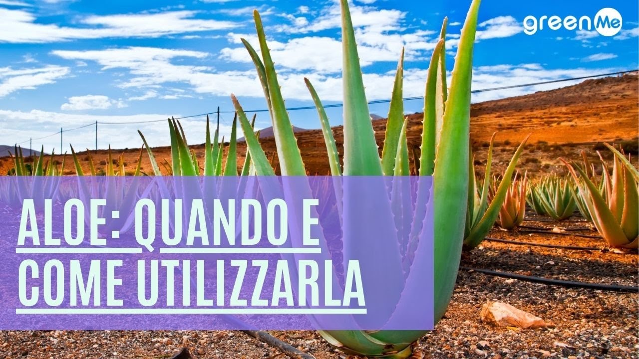 Aloe: benefici, controindicazioni, quando e come utilizzarla