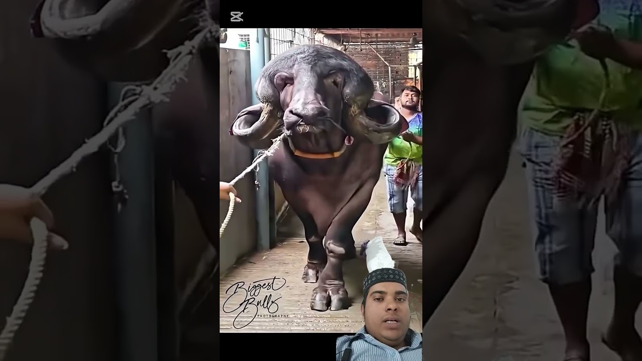 Eid ul Adha 2026, Bakra Eid 2026, Qurbani 2026Eid Mubarak 2026, Islamic BakraEidStatus#QurbaniStatus