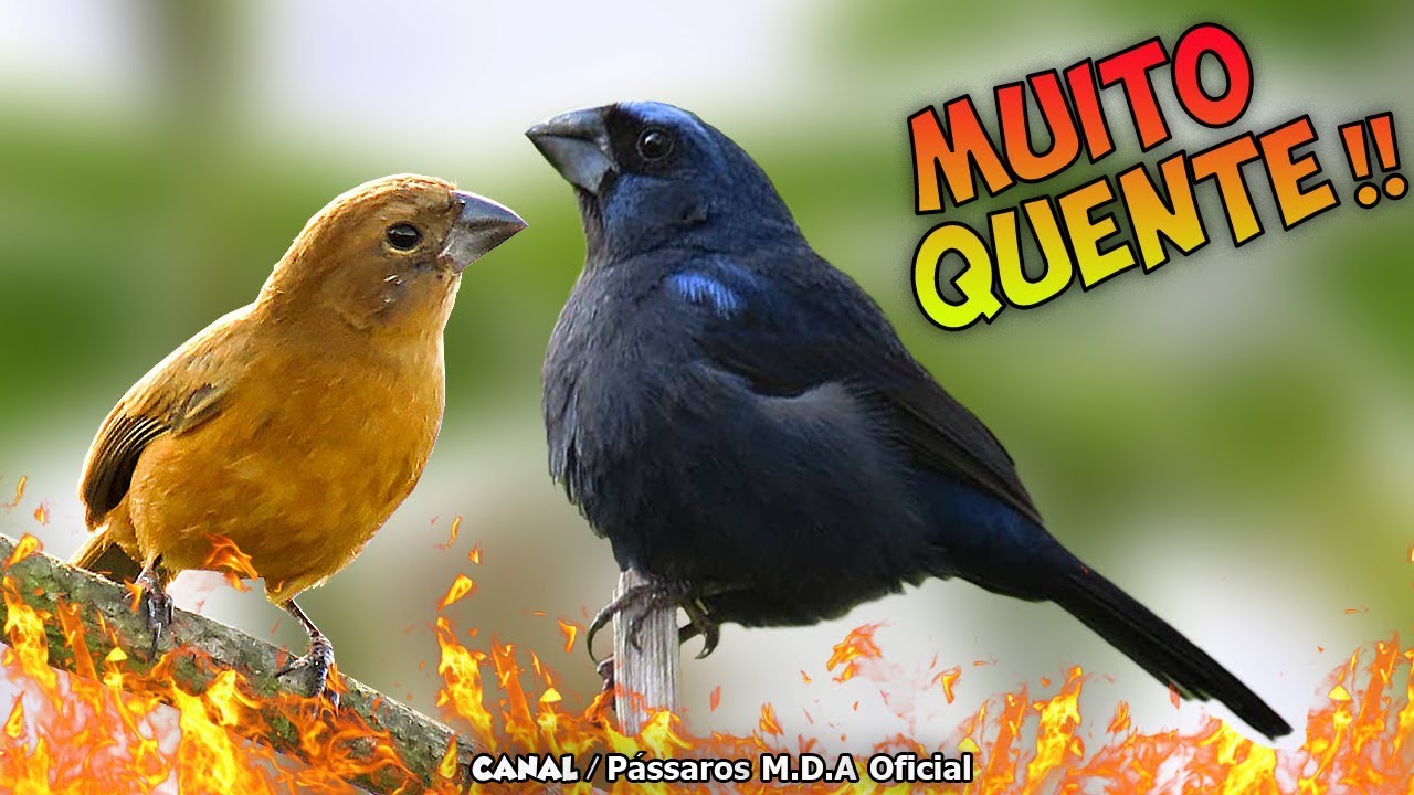 SEU AZULÃO ESTA FRIO ?🔥 Melhor Piado de Azulaõ | Fêmea de Azulaõ Fogosa Chamando e Chiando !!!
