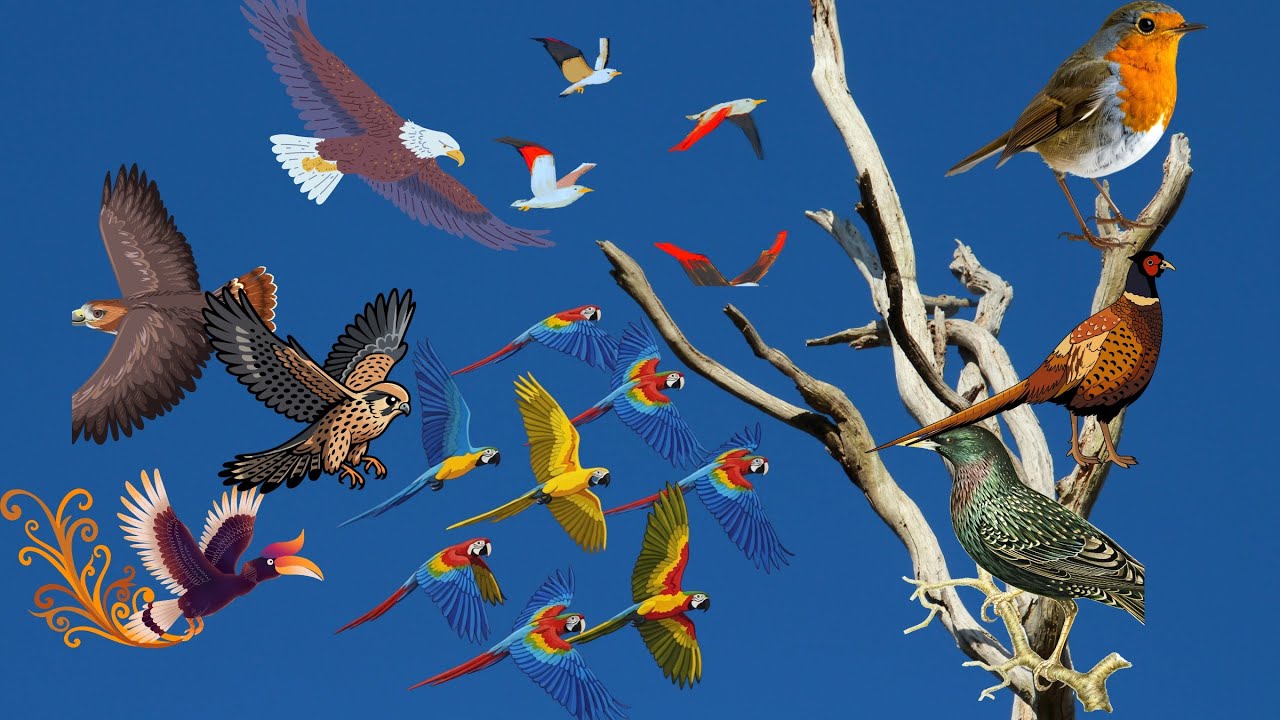 Birds name | learn birds name in english with picture | birds for kids | kids educo