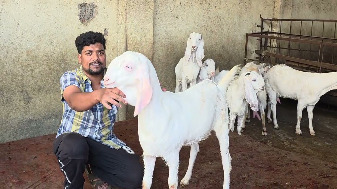 Kohinoor Goat Farm Breeding Setup Best Bakriyaa With Results | Bhiwandi City Fully Set Goats.