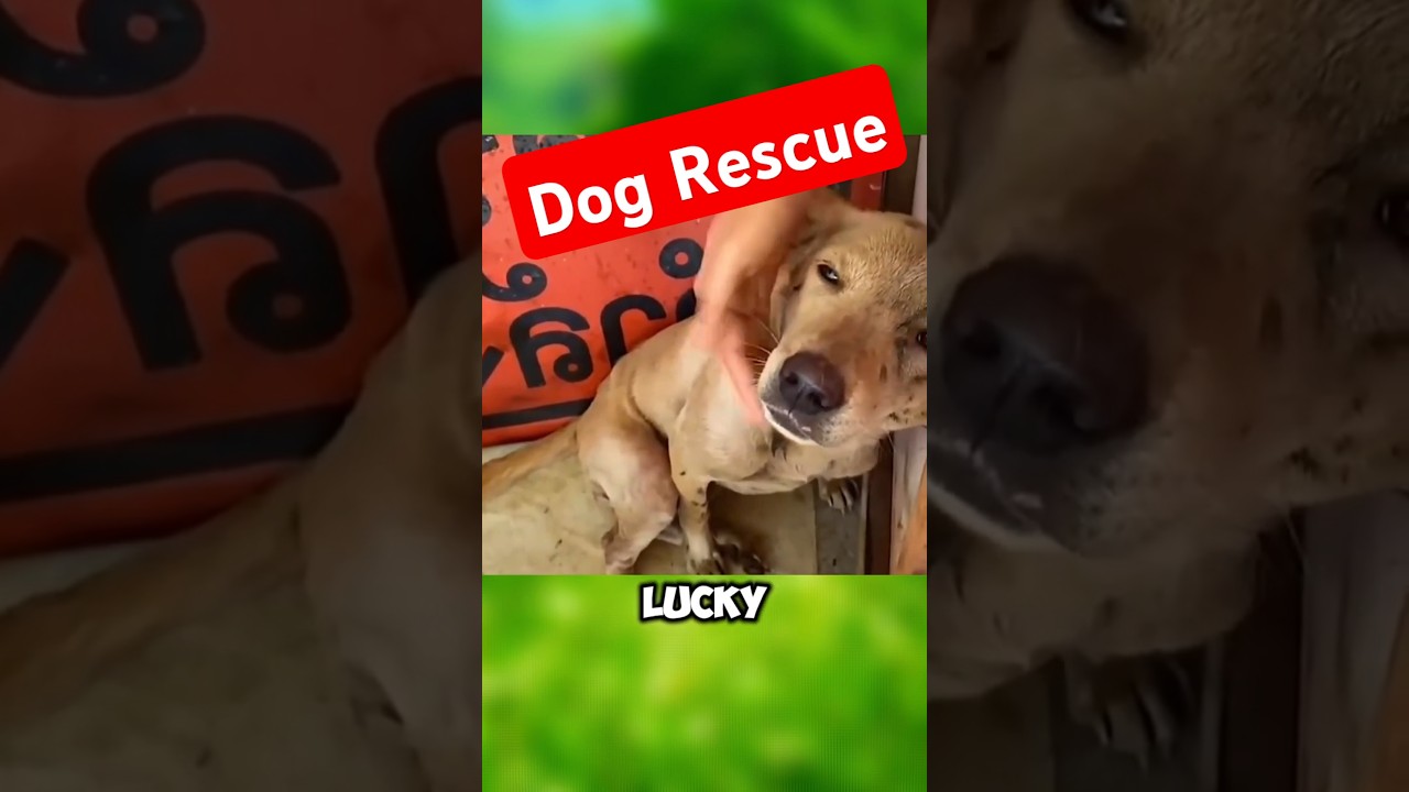 A rescue team saved a dog trapped in a well just in time 🐕 