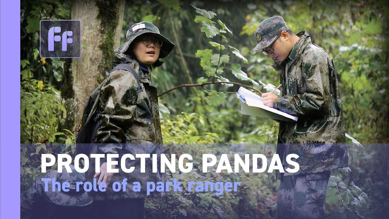 Protecting Pandas- Park Ranger Fu Mingxia