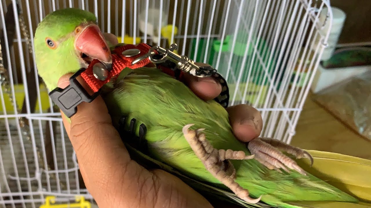 الببغاء ميمي عضني وقلب الدنيا😔عند محاولتي اخراجة من المنزل للطيران بالحديقة😯