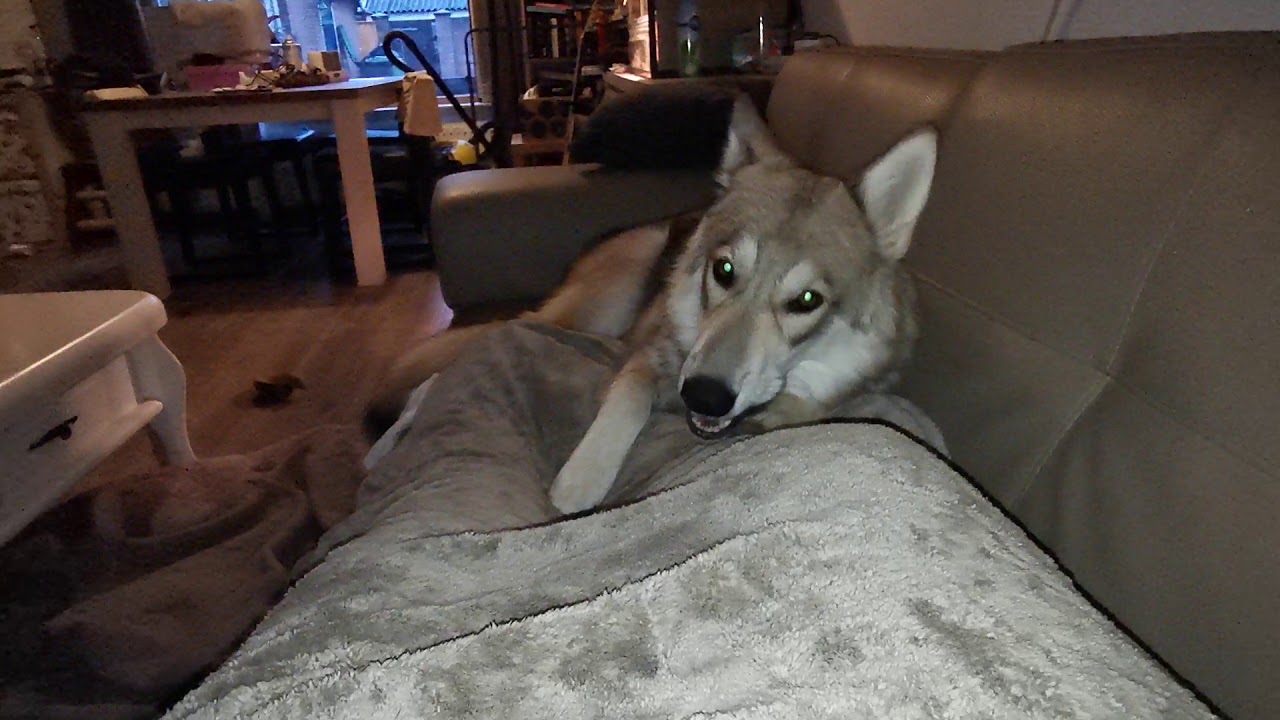 Tamaskan Dogs at home