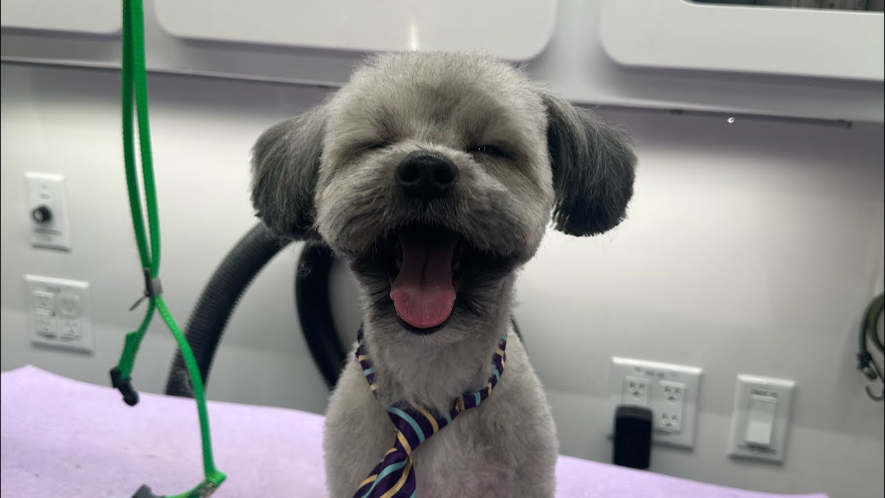 This Dog Was Turned Away for “Moving Too Much” | The Truth About Nervous Dogs
