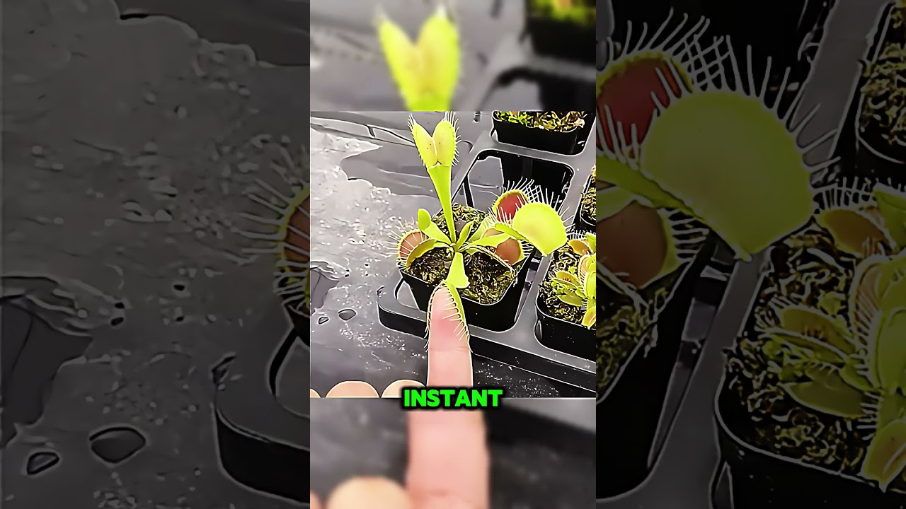 Les plantes carnivores sont fascinantes ! D&eacute;couvrez ces pr&eacute;dateurs v&eacute;g&eacute;taux #plantes