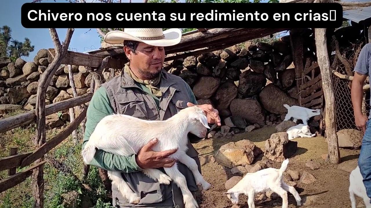 Chivero nos cuenta su rendimiento en crias🐐